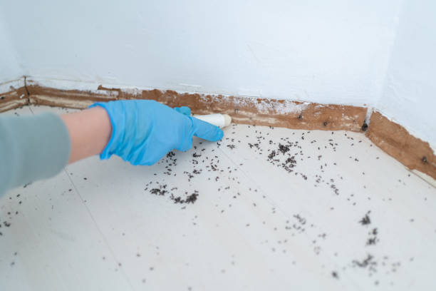 Best Local Pest Control Services  in Ignacio, CO